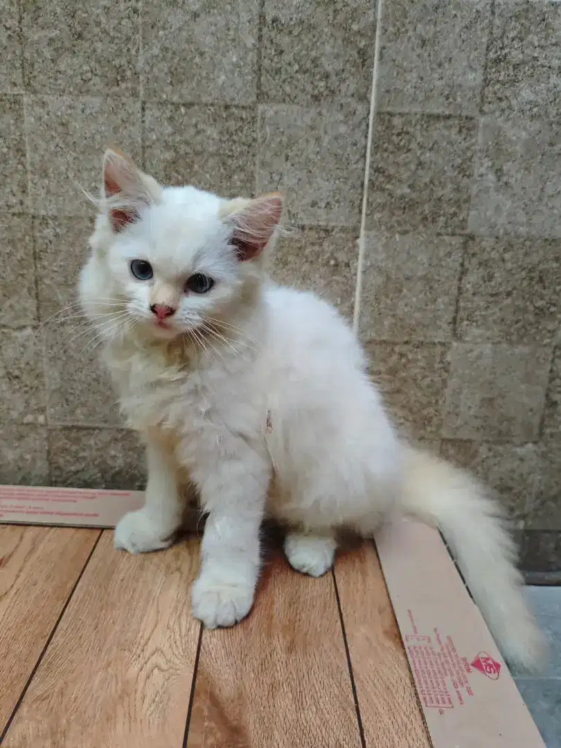 Kucing Himalaya Gemoy Kitten