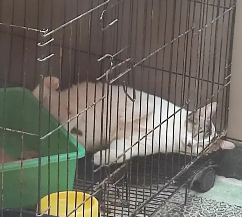 OPEN ADOPT KUCING