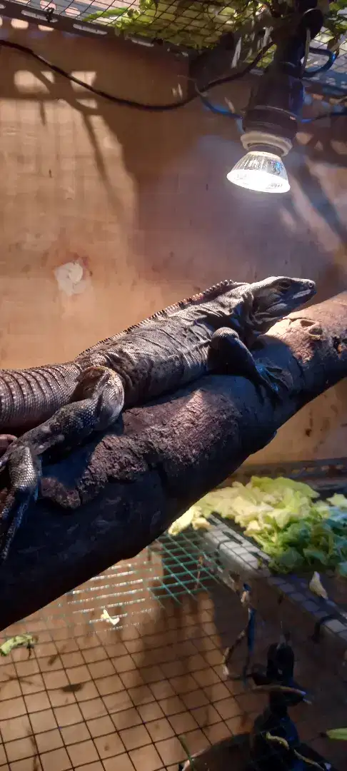 Iguana similis jantan