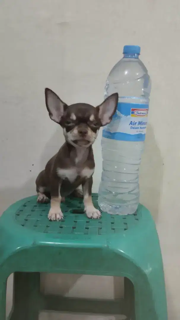 ADOPT Chihuahua  mini warna cakep