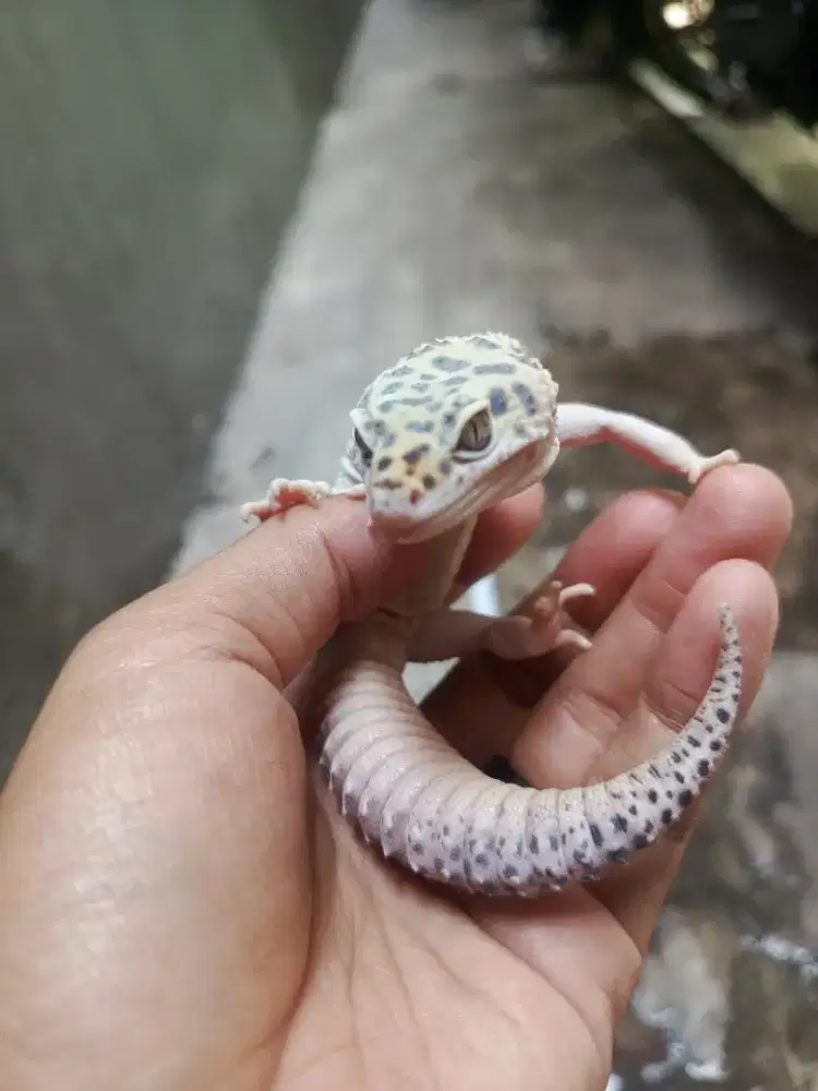 Murah Gecko 2ekor sepasang
