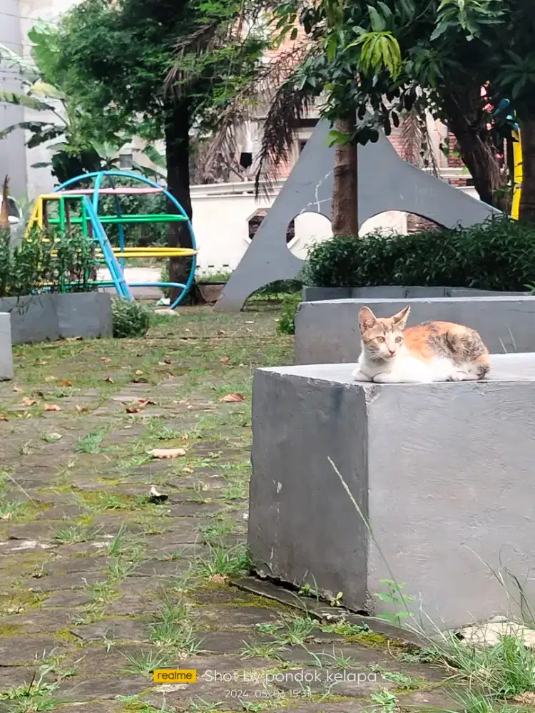 Catforr gyypsumm dan partisii 30rb