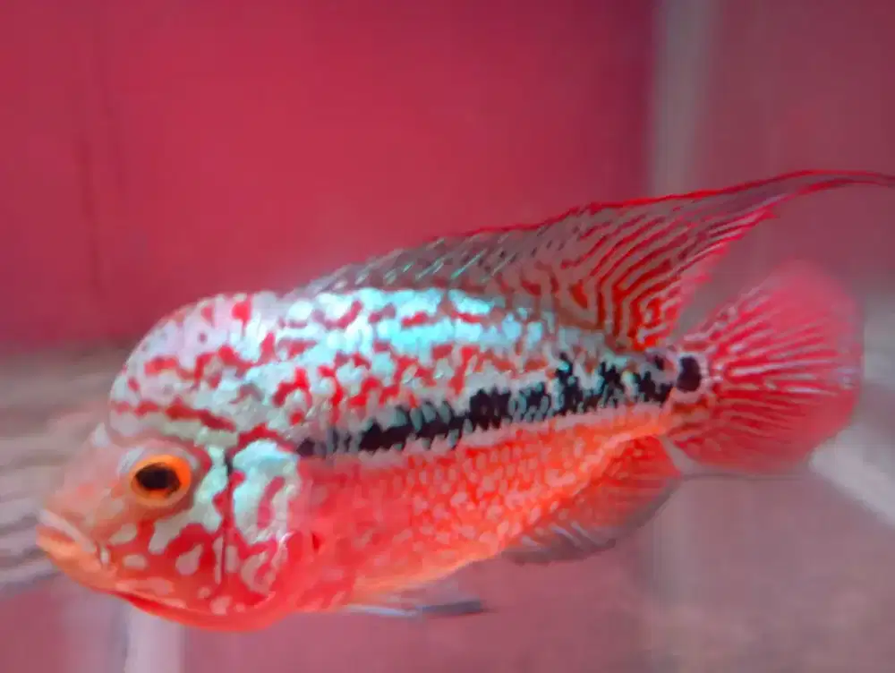 Louhan Kamfa F2 Thailand