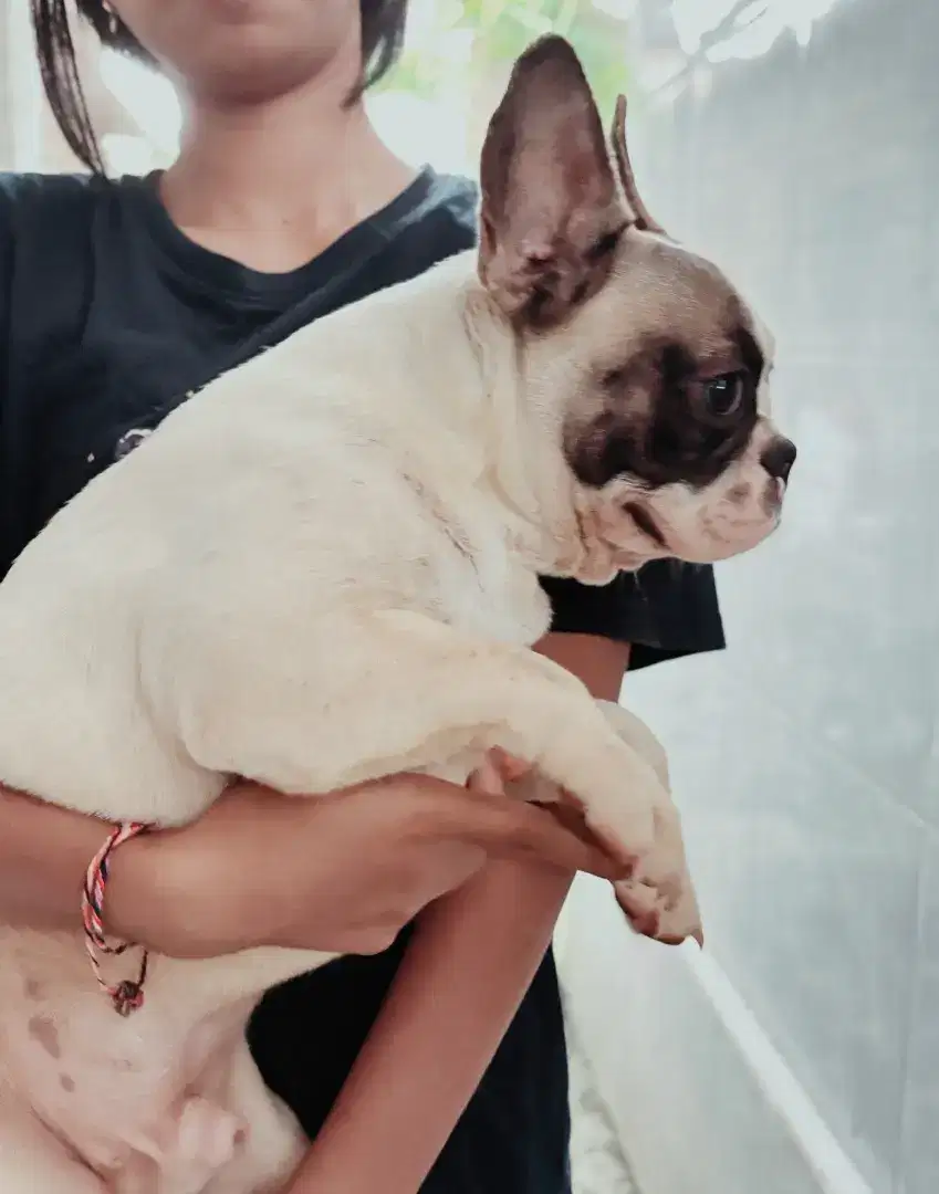 Frenchie jantan