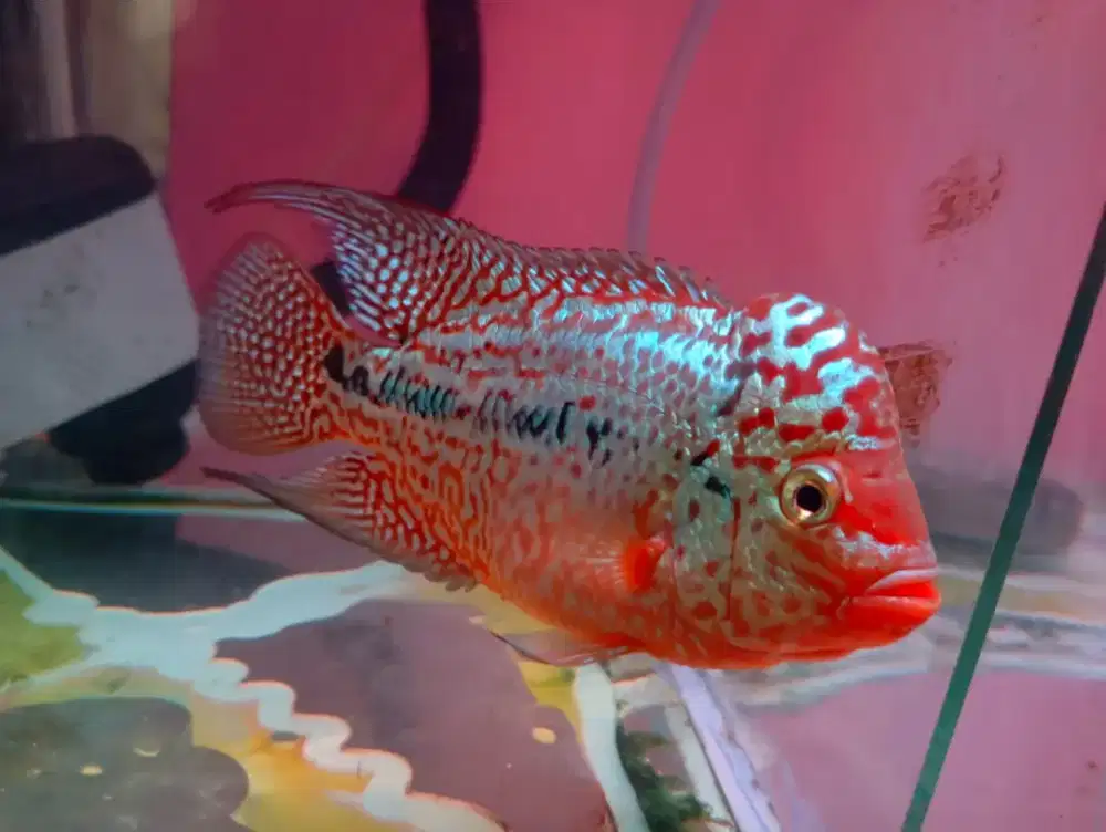 Louhan F2 Kamfa Thailand