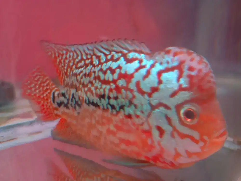 Louhan F2 kamfa Original Thailand