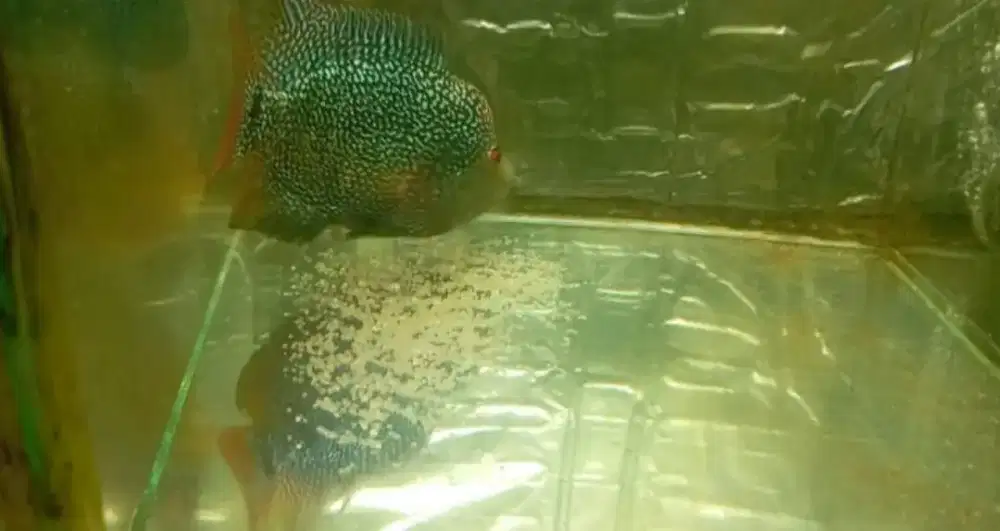 Louhan Chencu Female 2X Bertelur