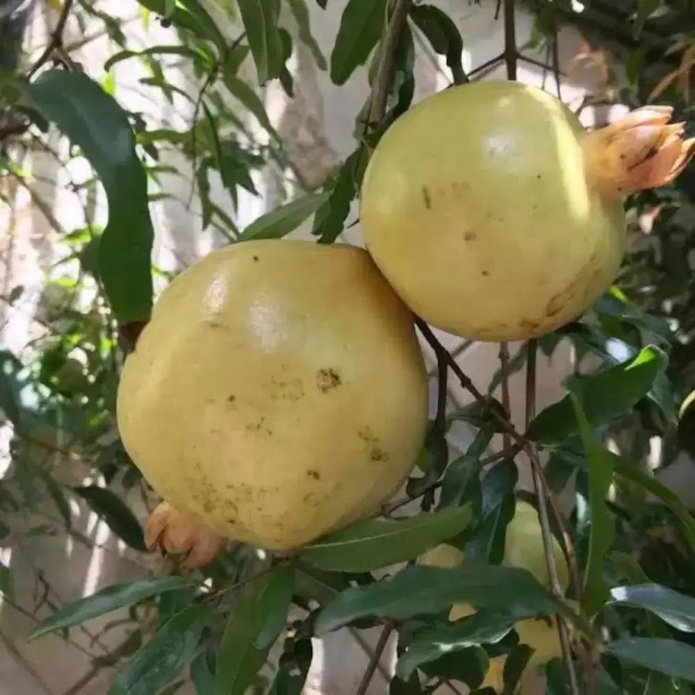 Tersedia delima merah