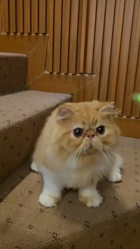 Persian jantan 5bulan Quality