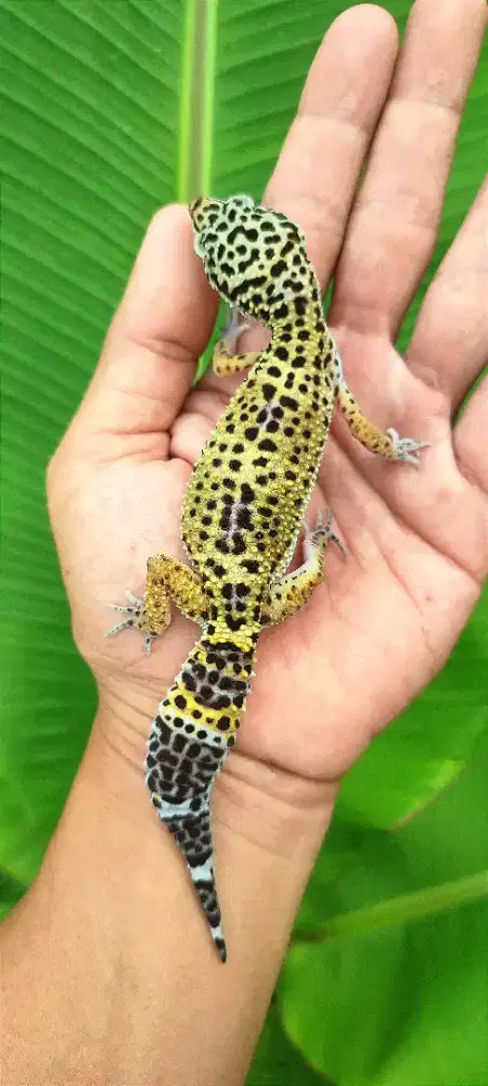 Gecko (Juvenile)