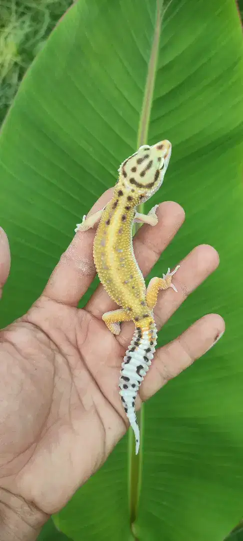 Gecko (reptile paling ramah di dunia)