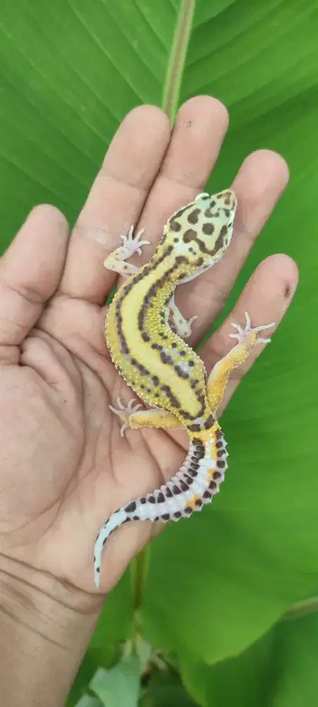 Gecko (reptile teramah di dunia)