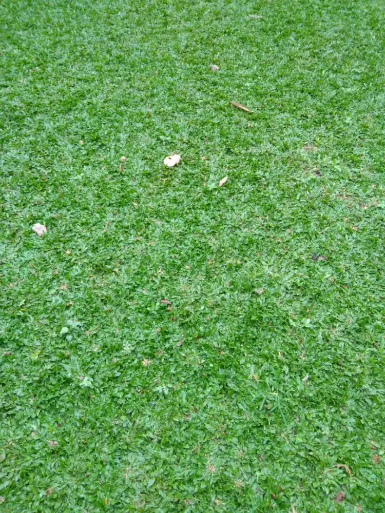 Rumput gajah mini murah