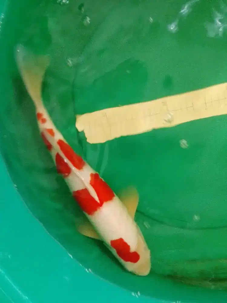 Ikan koi jenis KOHAKU 44cm MALE HQ