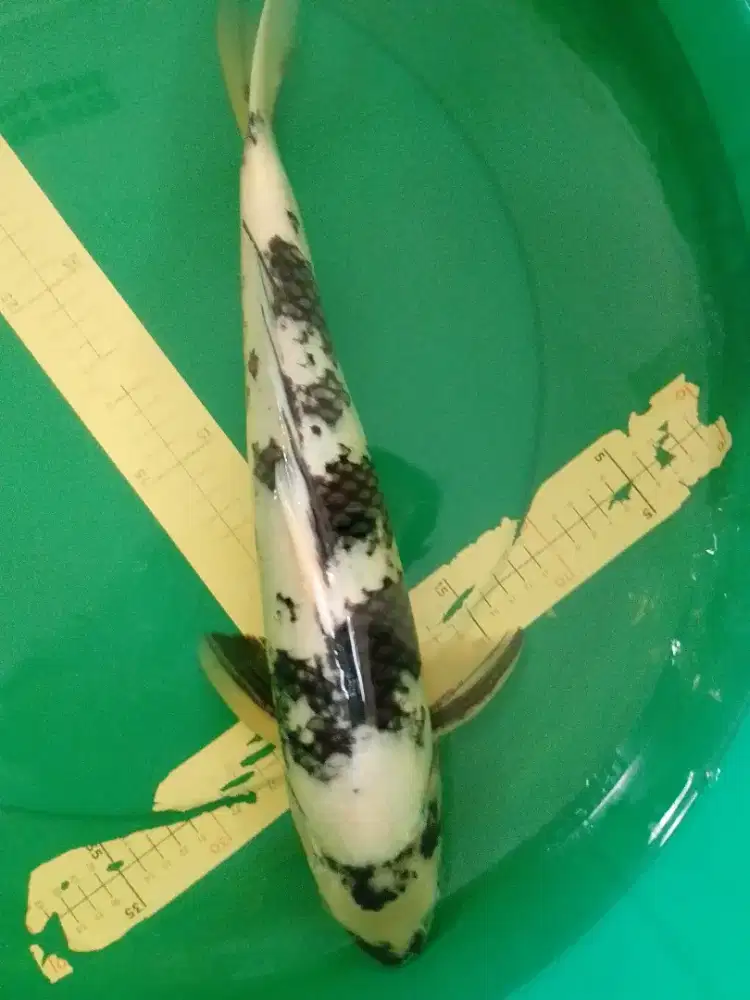 Ikan koi jenis SHIRO 47cm male HQ