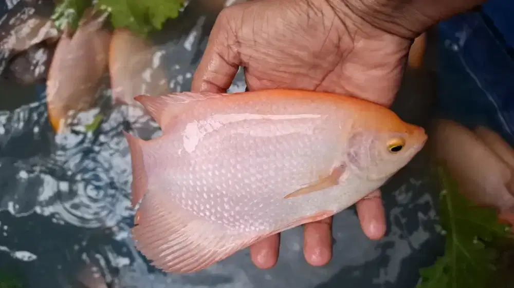 Ikan gurame merah cantik