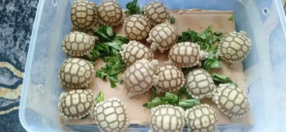 Kura Kura Darat Sulcata DIJAMIN SEHAT, AKTIF, RAKUS