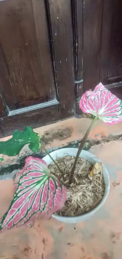 Tanaman keladi wayang