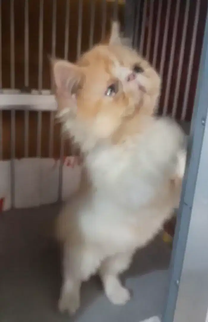 Peaknose JANTAN
