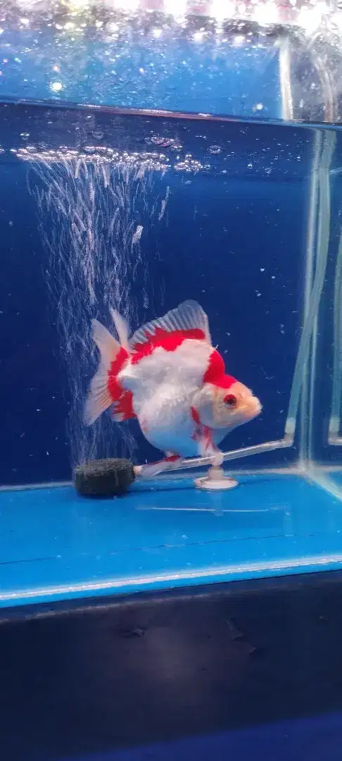 Ikan koki ryukin