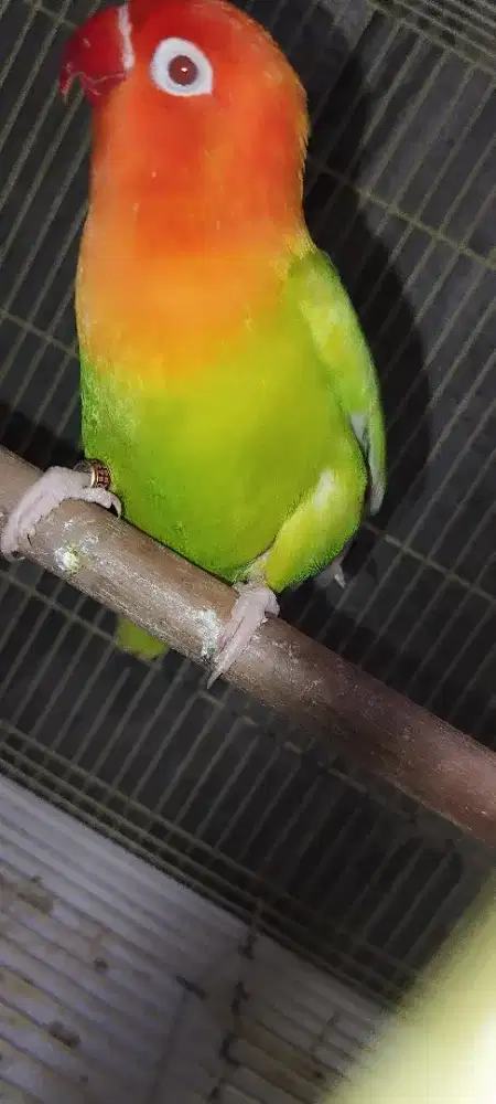 Burung lovebird