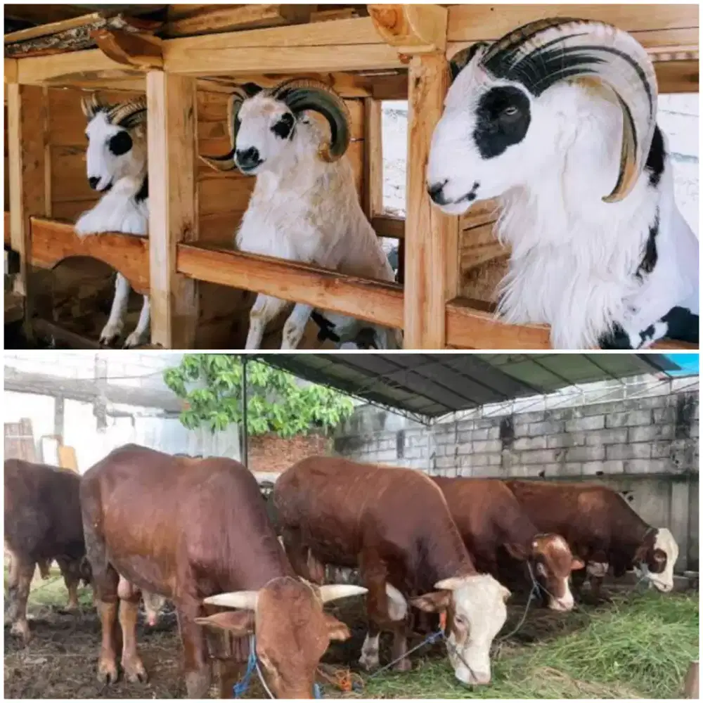 Kepengurusan Hewan Qurban Aqiqah