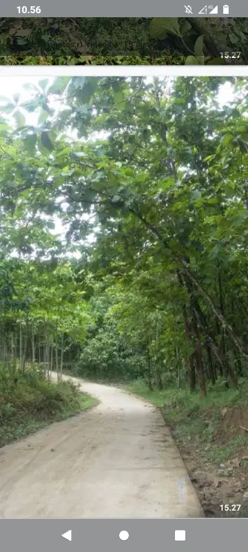 Tanah buat objek wisata dan perkebunan, view gunung