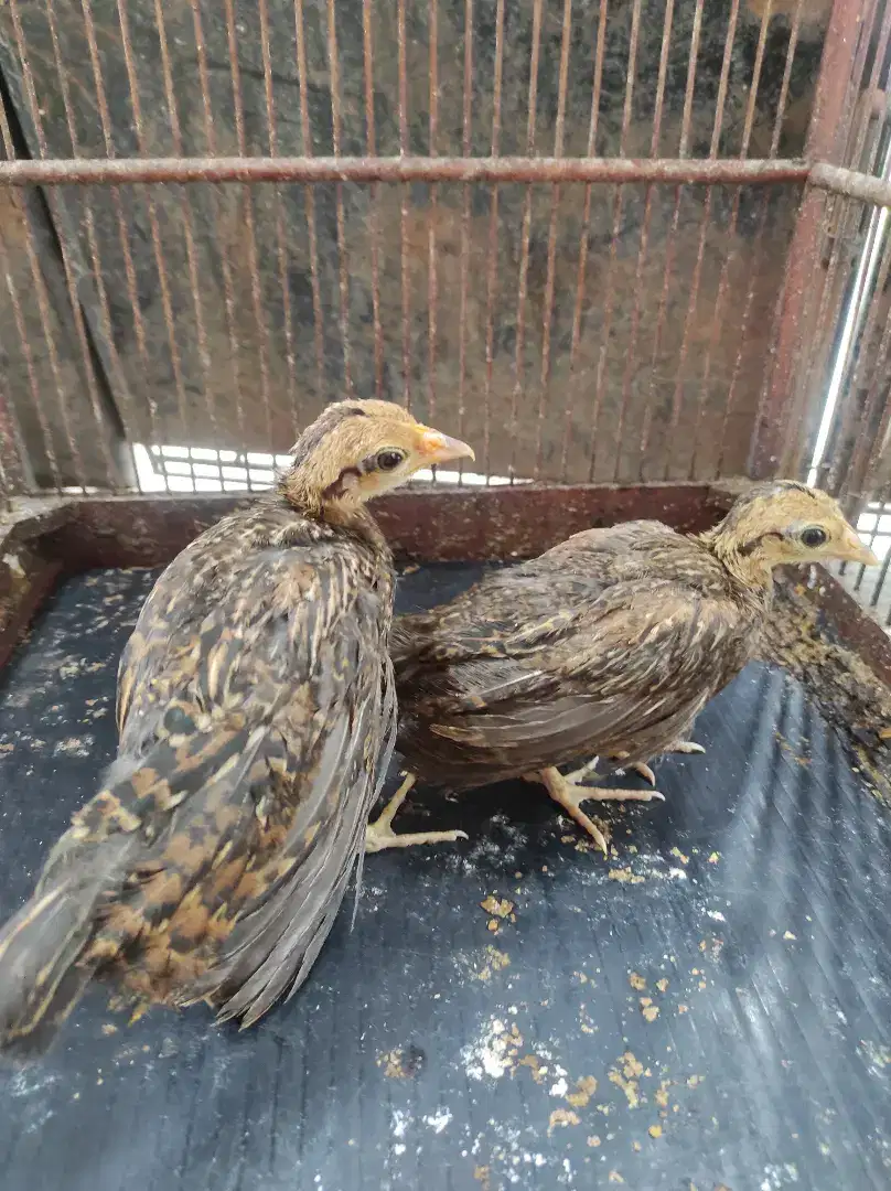 Ayam hutan hijau