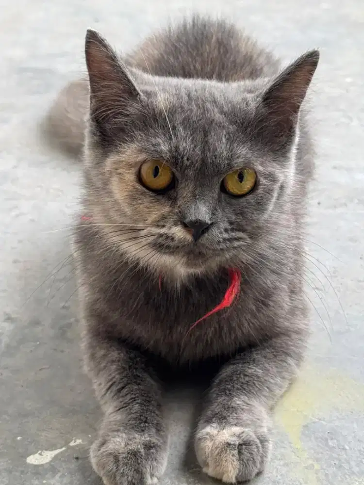 Lepas Adopt Kucing Flatnose