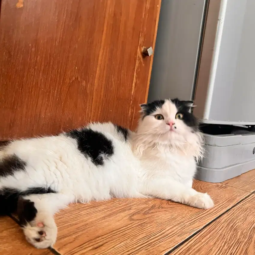 Scottish fold jantan 9 bulan black white bico scotish indukan kucing
