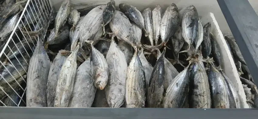 Jual ikan laut beku