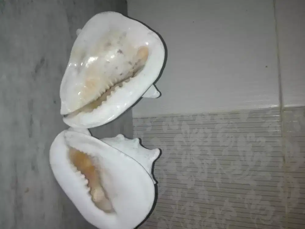 Sepasang Kerang Laut Kuno.