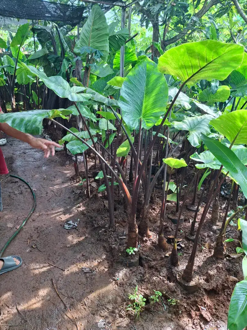 Jual pohon sente hitam