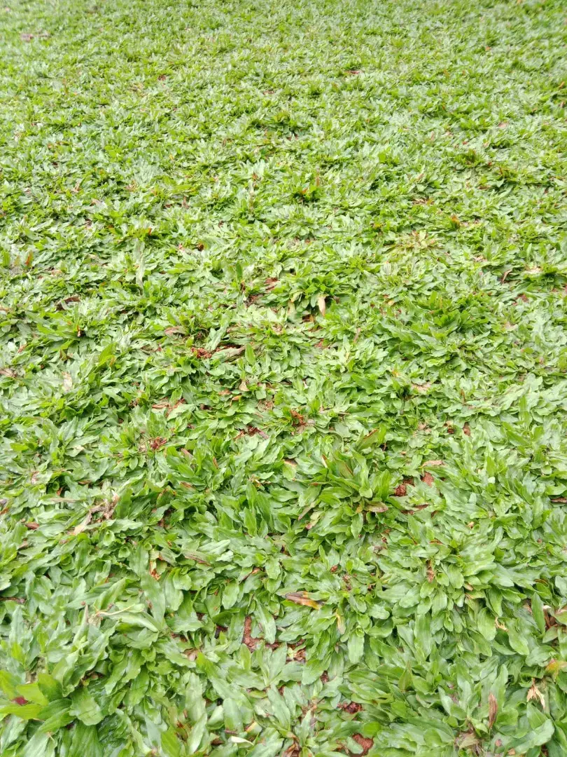 Petani rumput taman rumput gajah mini