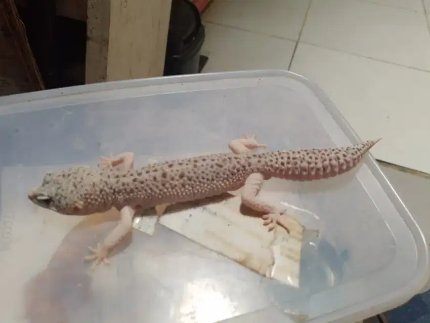 Gecko leopard gian