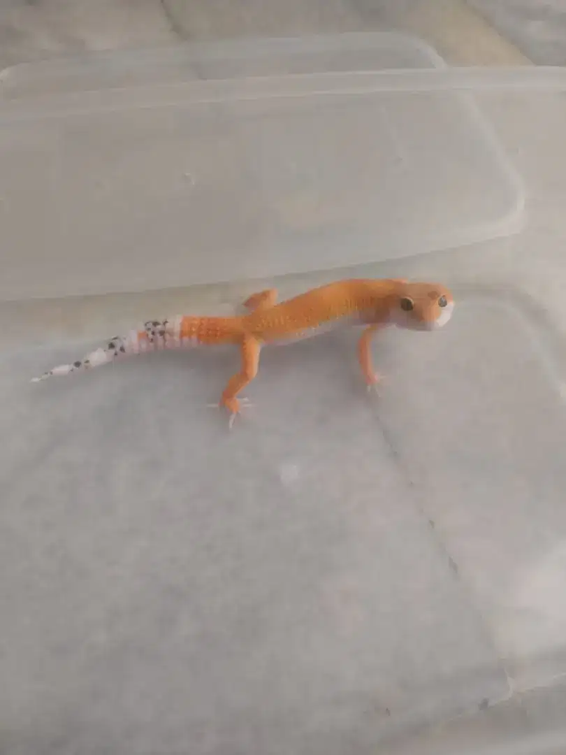 Super Hypo Tangerine Carot Tall Baldy Gecko