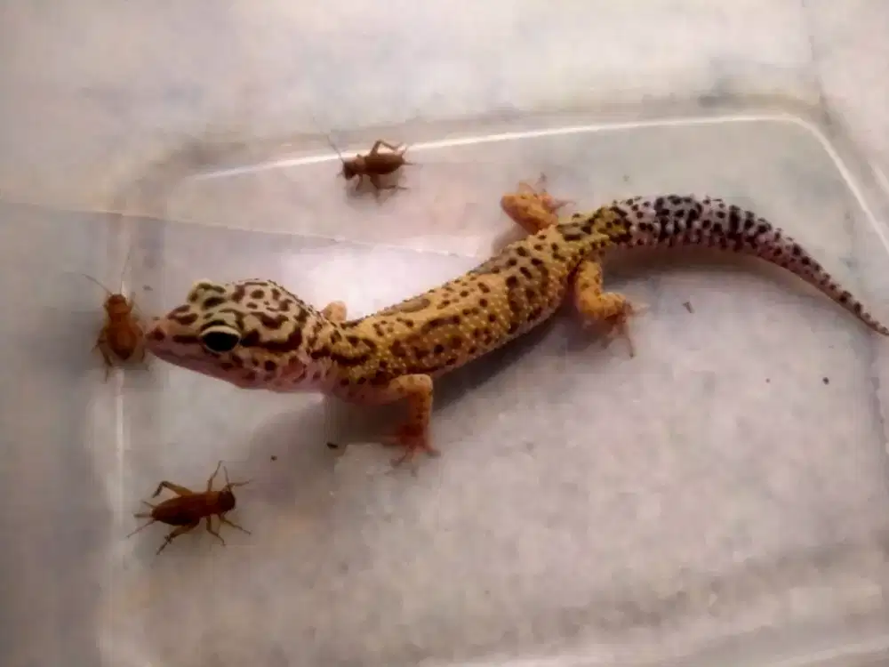 MS. H. Eclipse PH. Tremper