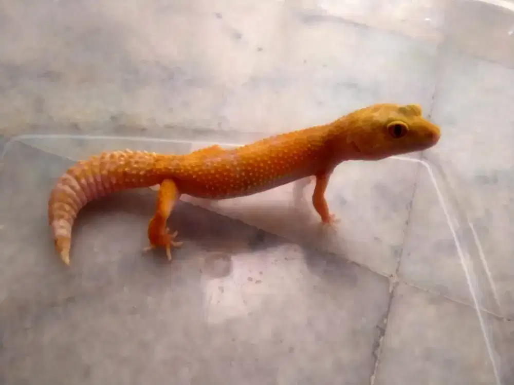 Tremper Lavender Gecko