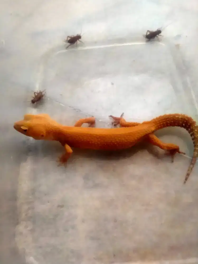 Sunglow Tomato Gecko