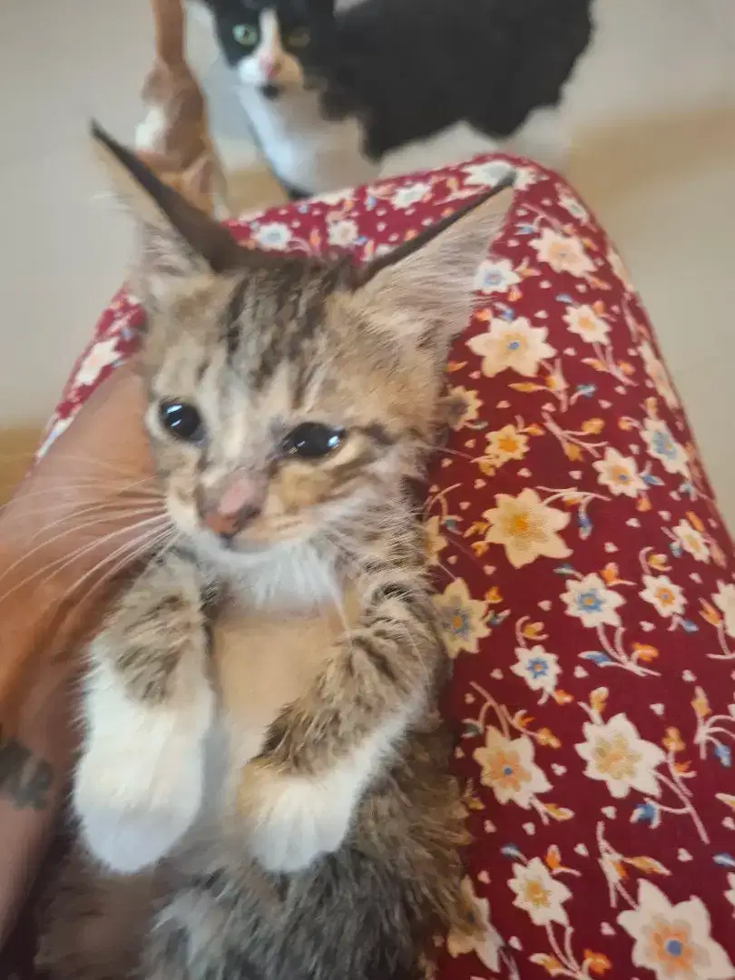 Open adopt kucing free