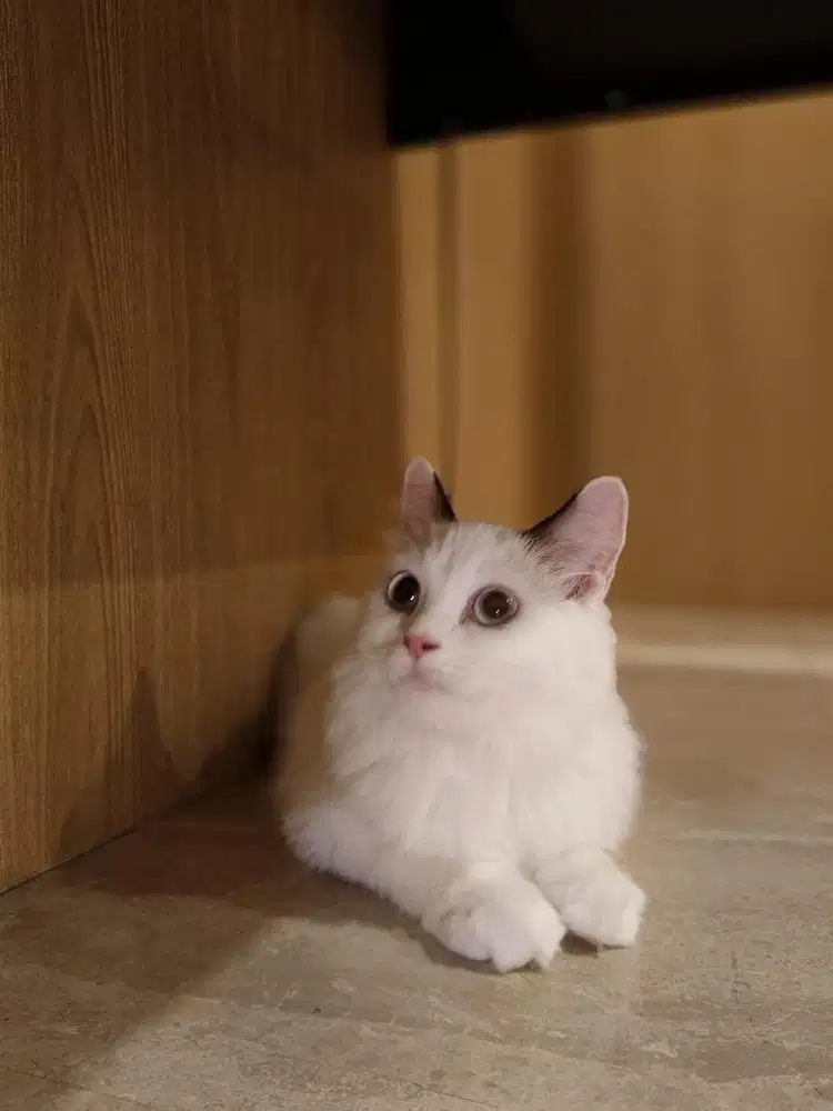 Ragdoll betina cantik