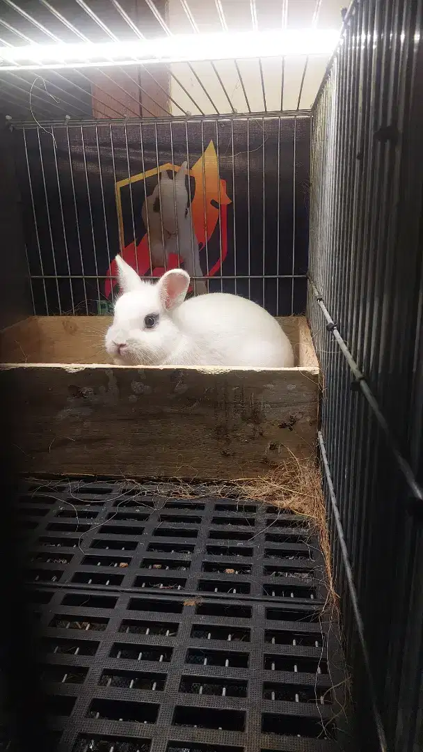 Kelinci netherland dwarf