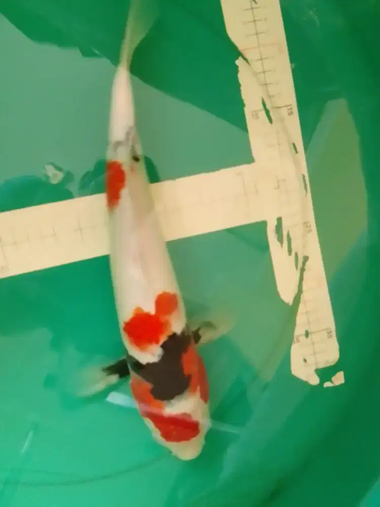 Ikan koi jenis Showa sertifikat 41cm male pola Tategoi