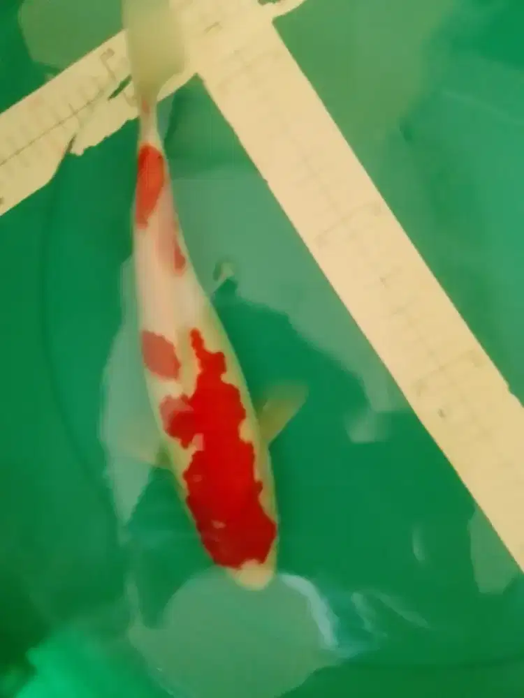 Ikan koi jenis Kohaku 32cm pola original