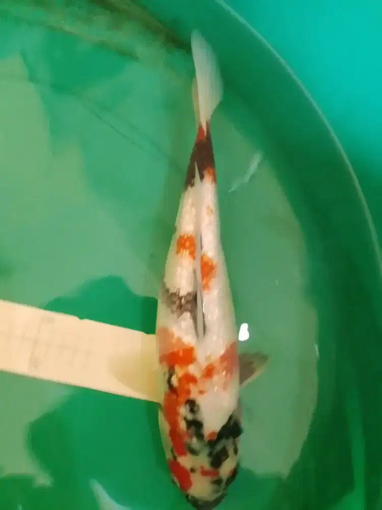Ikan koi jenis Showa Ginrin 40cm
