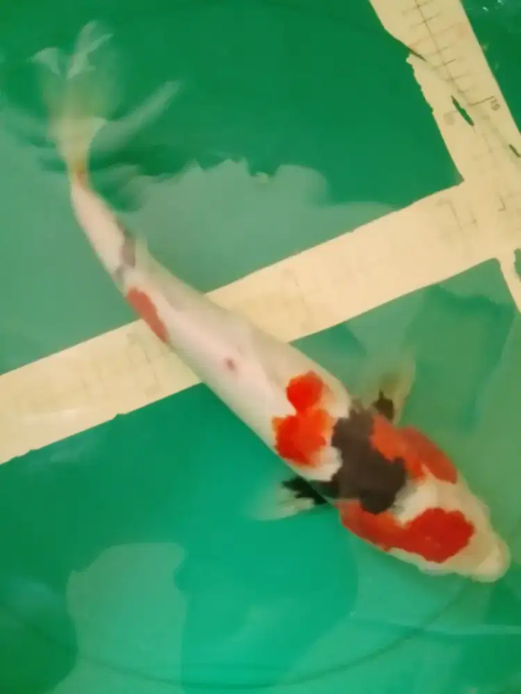 Ikan koi jenis Showa 41cm male