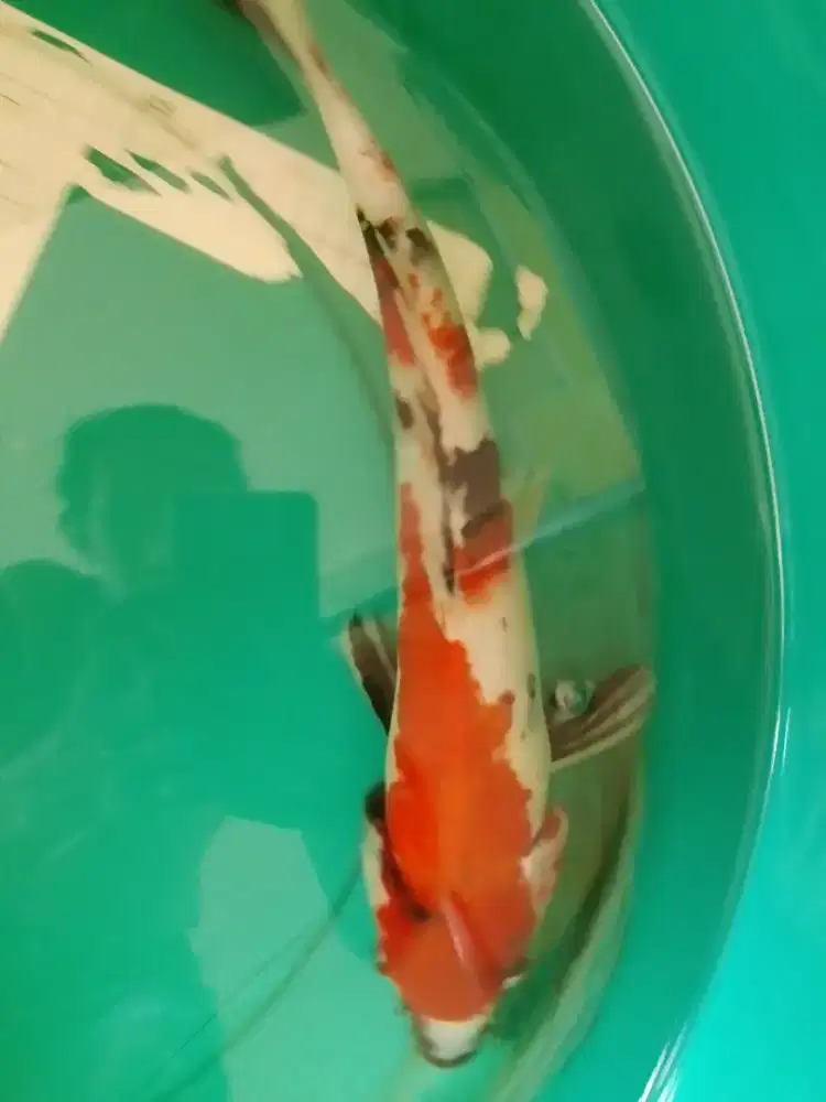 Ikan koi jenis Showa 41cm male