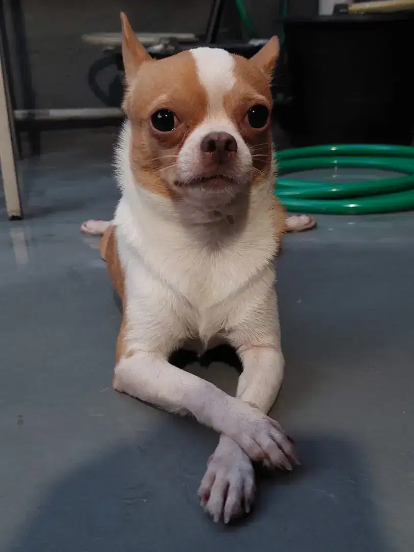 Chihuahua Jantan
