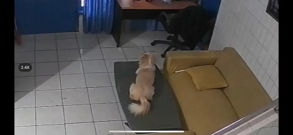 Penitipan anjing tanpa kandang