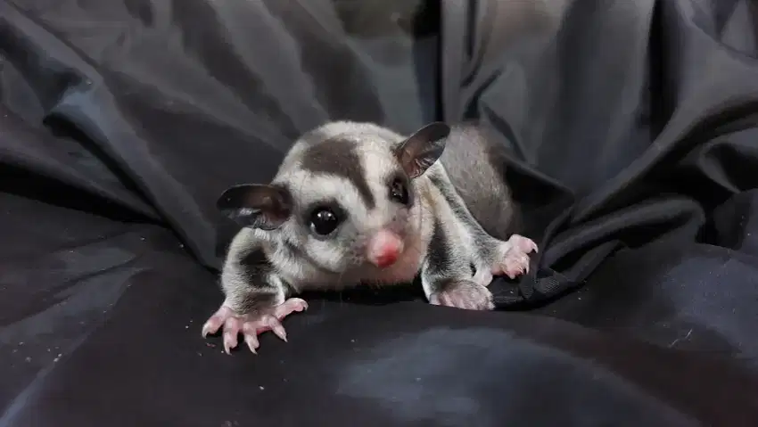 Sugar glider joey
